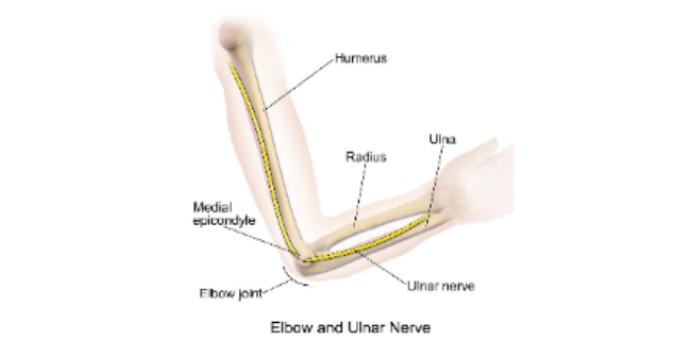 A medical illustration depicting the ulnar nerve